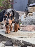 Wynn, a female Cavapoo and Dachshund for sale in Conneautville, PA – 1 of 7