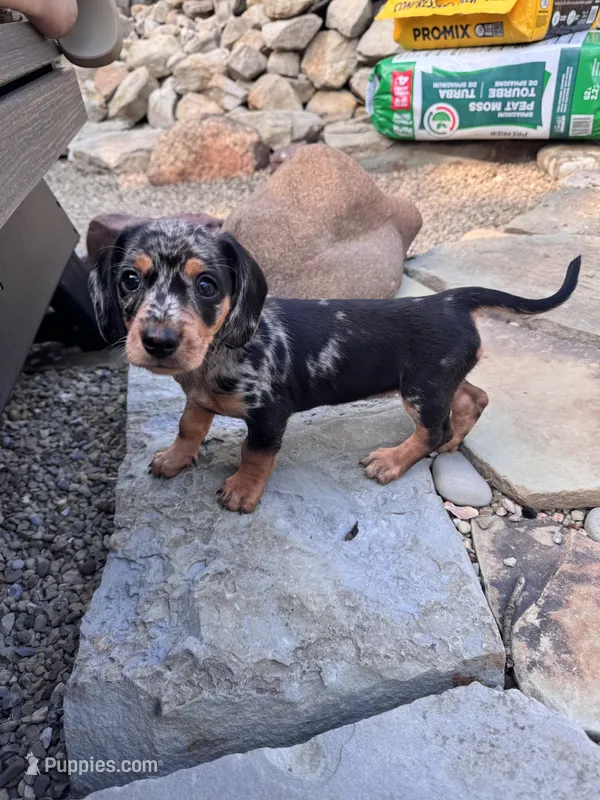Wynn – Cavapoo, Dachshund puppy for sale in Conneautville, PA