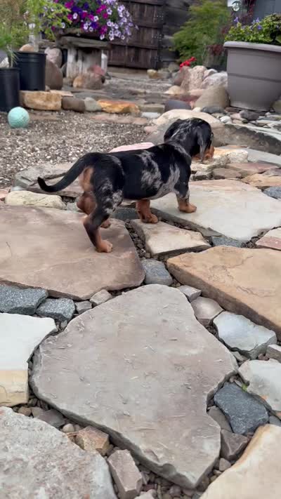 Wynn, a female Cavapoo and Dachshund for sale in Conneautville, PA – 6 of 7