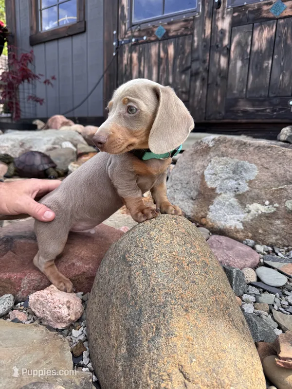 Saturn – Dachshund, Miniature Dachshund puppy for sale in Conneautville, PA