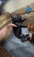 Ash, a female Cavapoo and Dachshund for sale in Conneautville, PA – 2 of 2