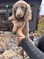 Stormy, a female Dachshund and Miniature Dachshund for sale in Conneautville, PA – Photo 2 of 3