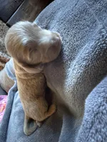 Stormy, a female Dachshund and Miniature Dachshund for sale in Conneautville, PA – Photo 3 of 4