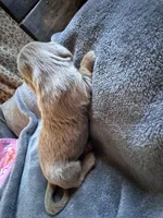 Stormy, a female Dachshund and Miniature Dachshund for sale in Conneautville, PA – Photo 2 of 4