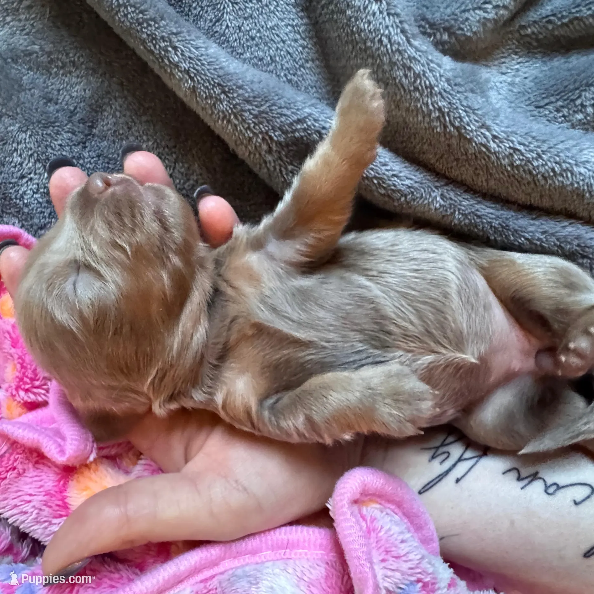 Stormy – Dachshund, Miniature Dachshund puppy for sale in Conneautville, PA