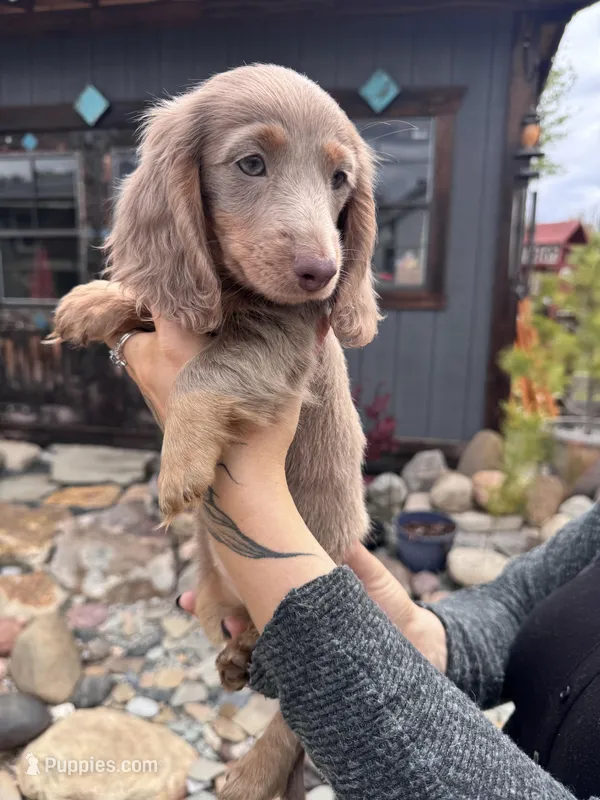 Stormy – Dachshund, Miniature Dachshund puppy for sale in Conneautville, PA