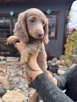 Stormy, a female Dachshund and Miniature Dachshund for sale in Conneautville, PA – Photo 1 of 3