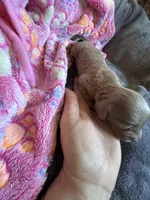 Stormy, a female Dachshund and Miniature Dachshund for sale in Conneautville, PA – Photo 4 of 4