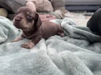 Niko, a male Miniature Dachshund for sale in Conneautville, PA – 3 of 4
