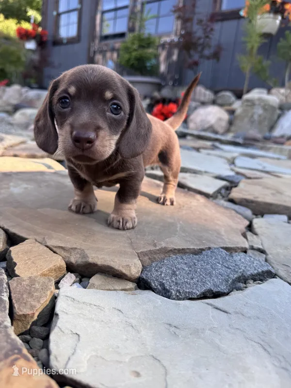 Niko – Miniature Dachshund puppy for sale in Conneautville, PA