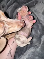 Mars, a male Dachshund and Miniature Dachshund for sale in Conneautville, PA – Photo 3 of 5