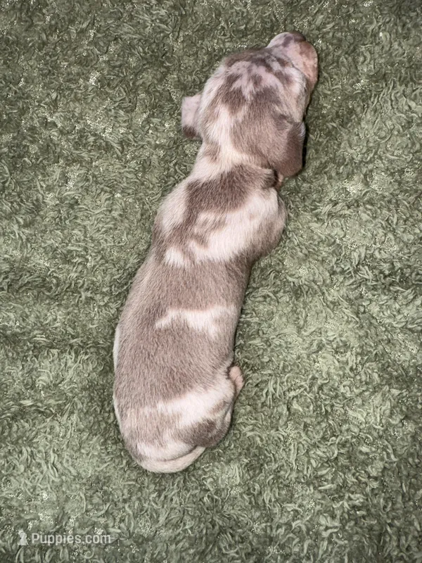 Mars – Dachshund, Miniature Dachshund puppy for sale in Conneautville, PA