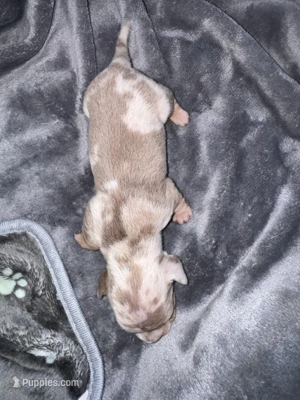 Mars – Dachshund, Miniature Dachshund puppy for sale in Conneautville, PA