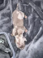 Mars, a male Dachshund and Miniature Dachshund for sale in Conneautville, PA – Photo 1 of 5