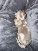 Mars, a male Dachshund and Miniature Dachshund for sale in Conneautville, PA – Photo 2 of 5