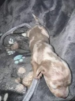 Mars, a male Dachshund and Miniature Dachshund for sale in Conneautville, PA – Photo 4 of 5