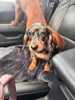 Abbie, a female Cavapoo and Dachshund for sale in Conneautville, PA – 2 of 4
