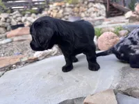 Ash, a female Cavapoo and Dachshund for sale in Conneautville, PA – 3 of 4