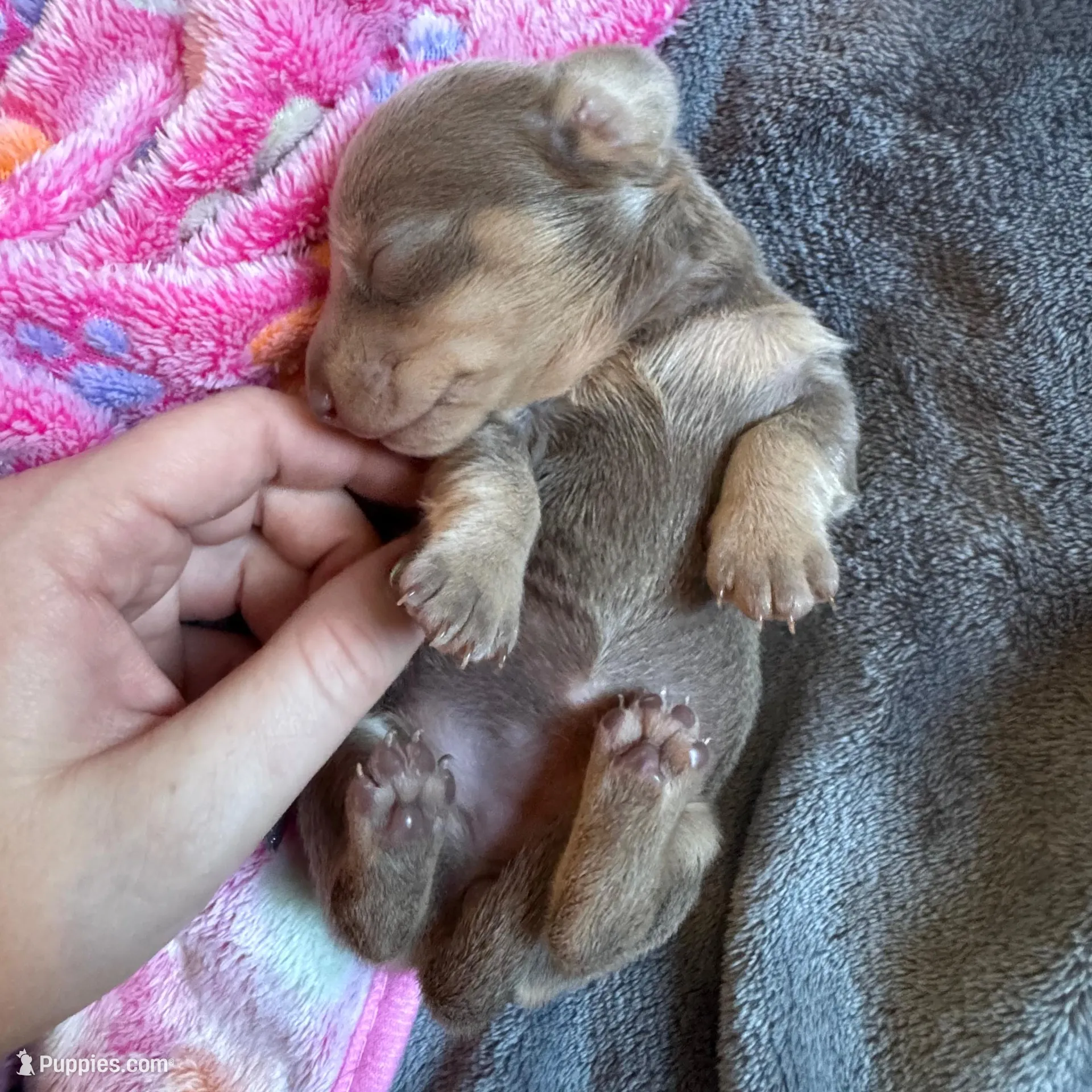 Cloud – Dachshund, Miniature Dachshund puppy for sale in Conneautville, PA