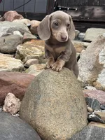 Cloud, a female Dachshund and Miniature Dachshund for sale in Conneautville, PA – Photo 3 of 5