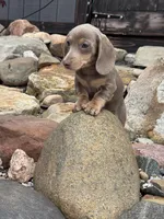 Cloud, a female Dachshund and Miniature Dachshund for sale in Conneautville, PA – Photo 2 of 5