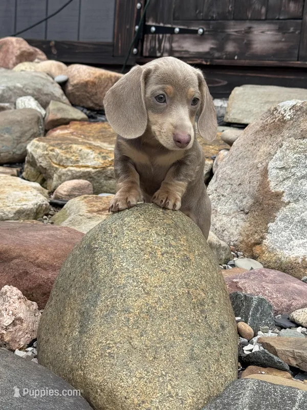 Cloud – Dachshund, Miniature Dachshund puppy for sale in Conneautville, PA
