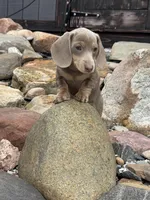 Cloud, a female Dachshund and Miniature Dachshund for sale in Conneautville, PA – Photo 1 of 5