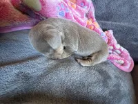 Cloud, a female Dachshund and Miniature Dachshund for sale in Conneautville, PA – Photo 2 of 3