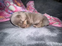 Cloud, a female Dachshund and Miniature Dachshund for sale in Conneautville, PA – Photo 3 of 3