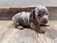 Sydney, a female Miniature Dachshund for sale in Conneautville, PA – 1 of 3