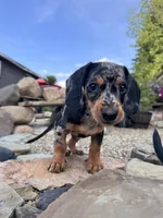 Wynn, a female Cavapoo and Dachshund for sale in Conneautville, PA – 2 of 7