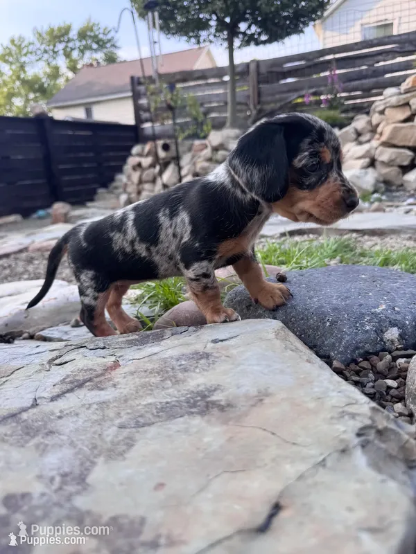 Wynn – Cavapoo, Dachshund puppy for sale in Conneautville, PA