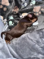 Angus, a male Dachshund and Miniature Dachshund for sale in Conneautville, PA – Photo 3 of 4