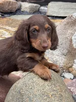 Angus, a male Dachshund and Miniature Dachshund for sale in Conneautville, PA – Photo 1 of 3