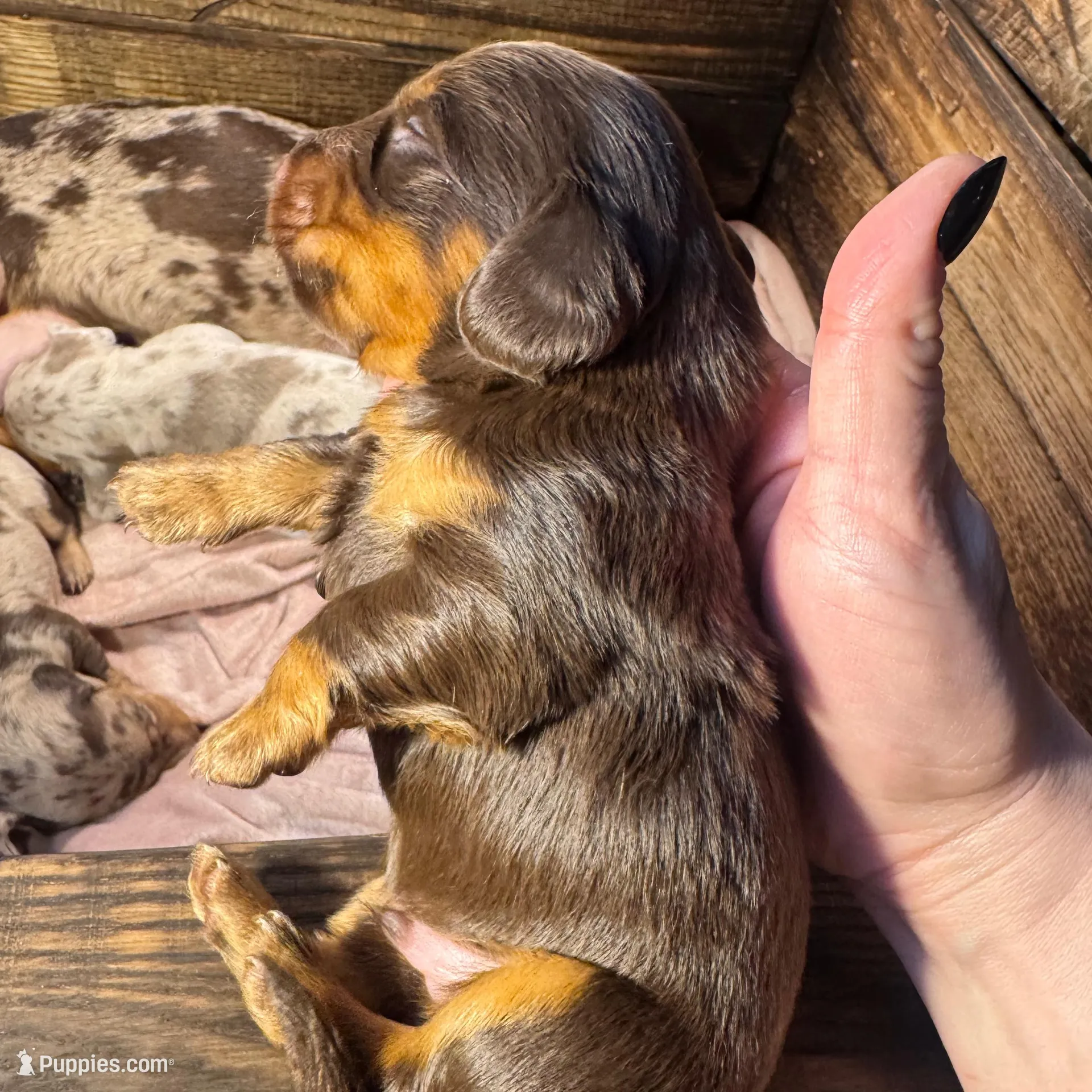 Angus – Dachshund, Miniature Dachshund puppy for sale in Conneautville, PA