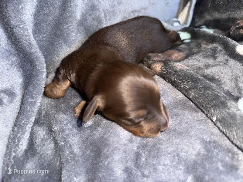Angus – Dachshund, Miniature Dachshund puppy for sale in Conneautville, PA