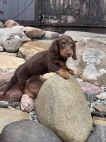Angus, a male Dachshund and Miniature Dachshund for sale in Conneautville, PA – Photo 2 of 3