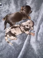 Angus, a male Dachshund and Miniature Dachshund for sale in Conneautville, PA – Photo 4 of 4