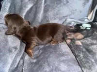 Angus, a male Dachshund and Miniature Dachshund for sale in Conneautville, PA – Photo 2 of 4