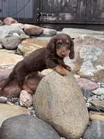 Angus, a male Dachshund and Miniature Dachshund for sale in Conneautville, PA – Photo 3 of 3