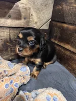 Rory, a female Cavapoo and Dachshund for sale in Conneautville, PA – 4 of 4