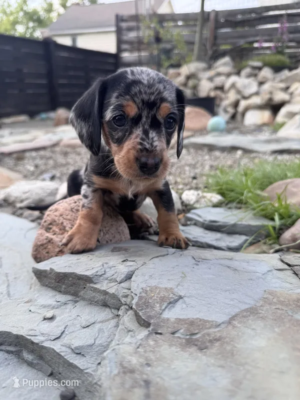 Wynn – Cavapoo, Dachshund puppy for sale in Conneautville, PA