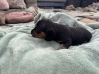 Reign, a female Miniature Dachshund for sale in Conneautville, PA – 3 of 3