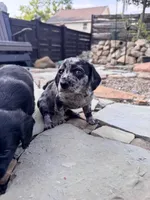 Rumi, a male Cavapoo and Dachshund for sale in Conneautville, PA – 5 of 7