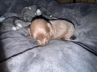 Sunny, a male Dachshund and Miniature Dachshund for sale in Conneautville, PA – Photo 3 of 4