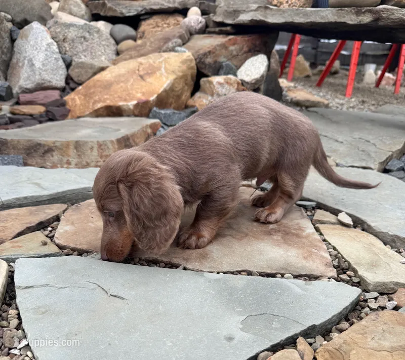 Sunny – Dachshund, Miniature Dachshund puppy for sale in Conneautville, PA