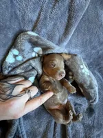 Sunny, a male Dachshund and Miniature Dachshund for sale in Conneautville, PA – Photo 2 of 4