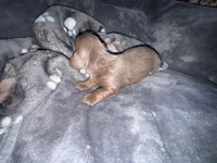 Sunny, a male Dachshund and Miniature Dachshund for sale in Conneautville, PA – Photo 4 of 4