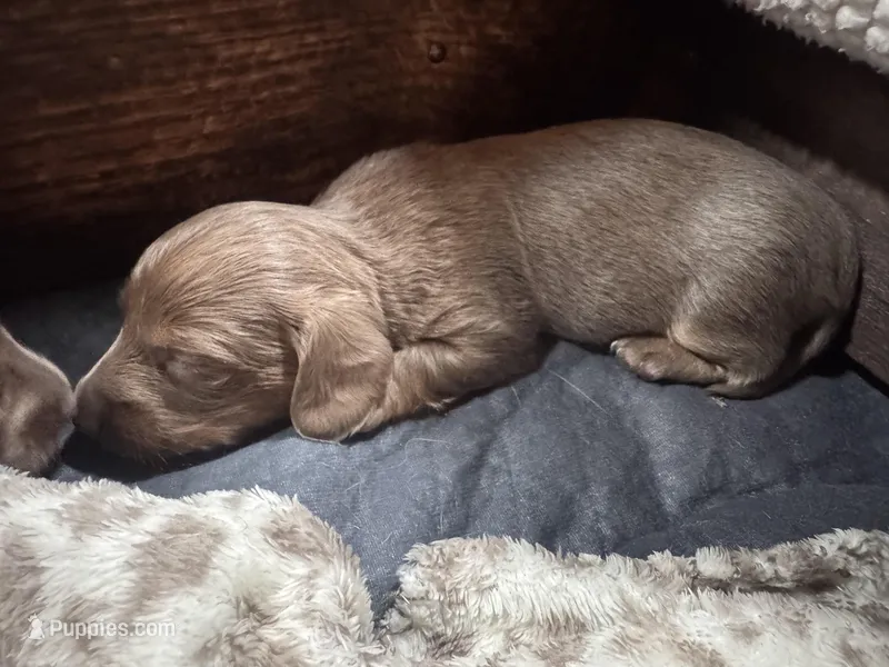 Sunny – Dachshund, Miniature Dachshund puppy for sale in Conneautville, PA