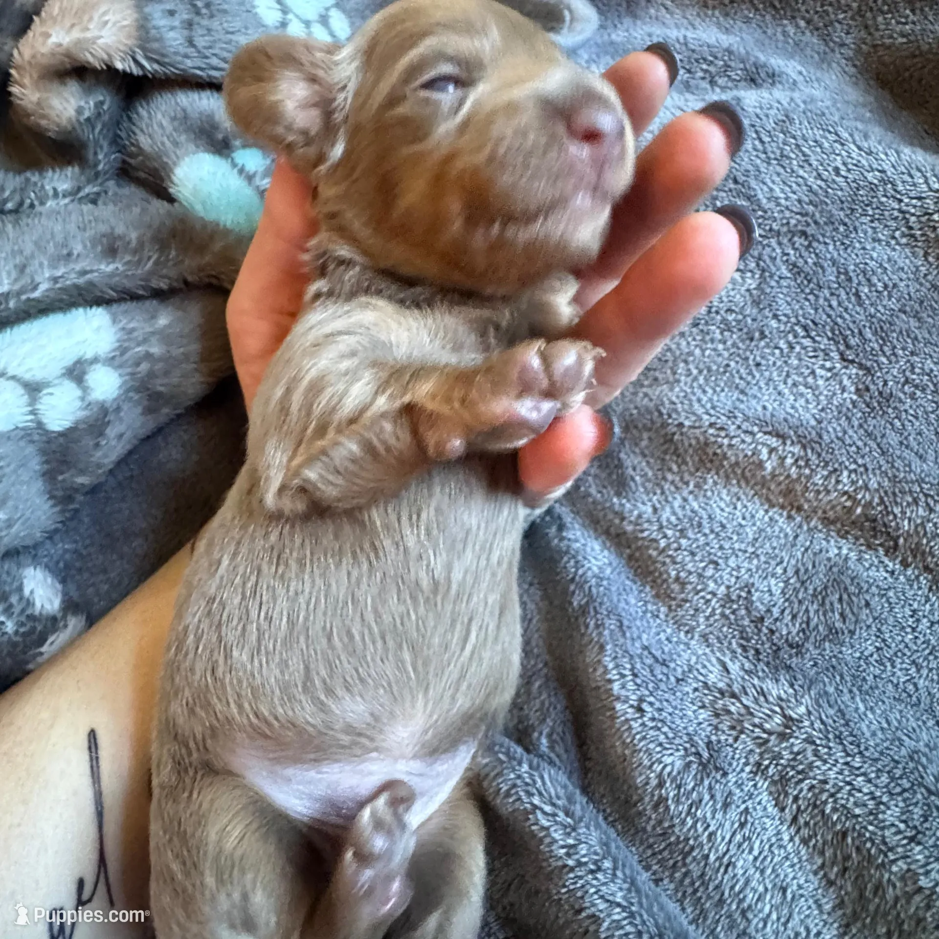 Sunny – Dachshund, Miniature Dachshund puppy for sale in Conneautville, PA